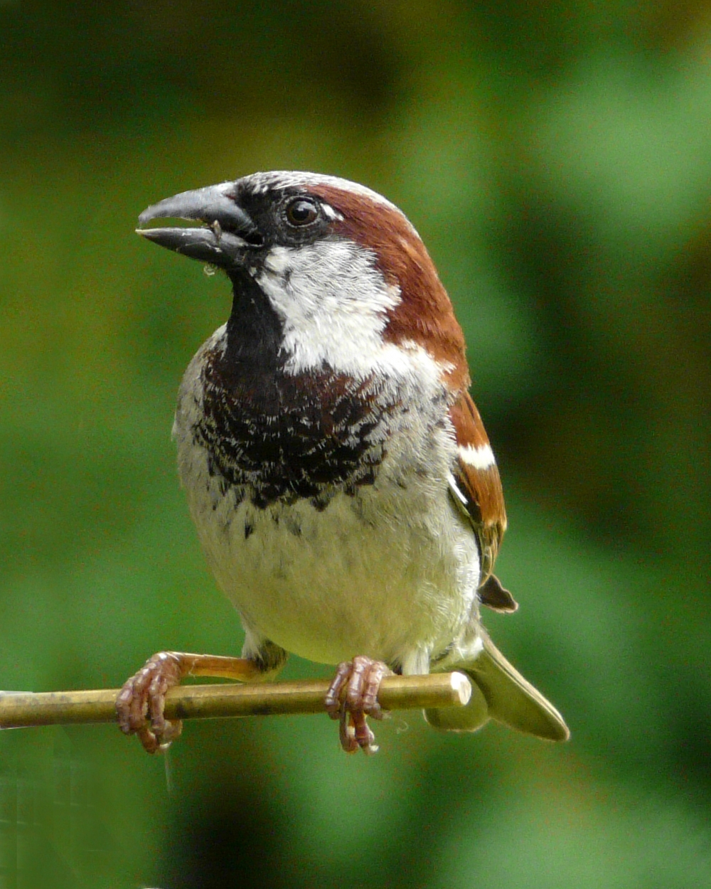 Cock sparrow
